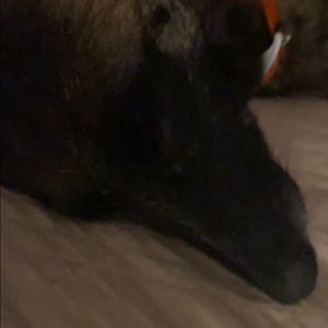 Meet your Posher, Lisa